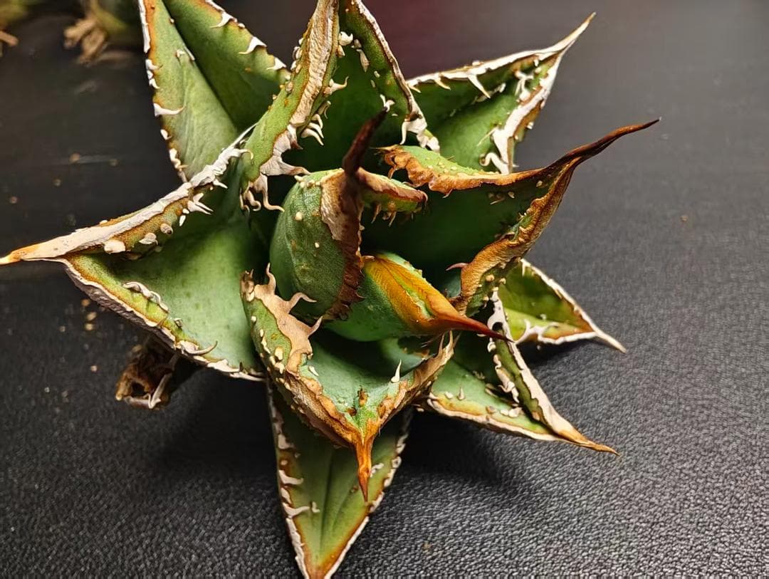 な*お様 アガベ チタノタ 麻花龍 極上強棘 美株 ブツブツ コレクシ Lize