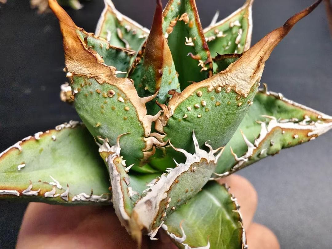 な*お様 アガベ チタノタ 麻花龍 極上強棘 美株 ブツブツ コレクシ Lize