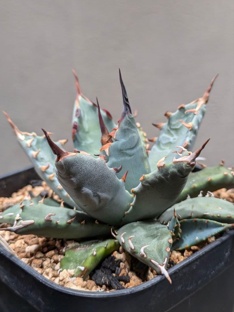 アガベ エボリスピナ✕BB ハイブリッド 子株 カクタスグリーン 陽炎 強