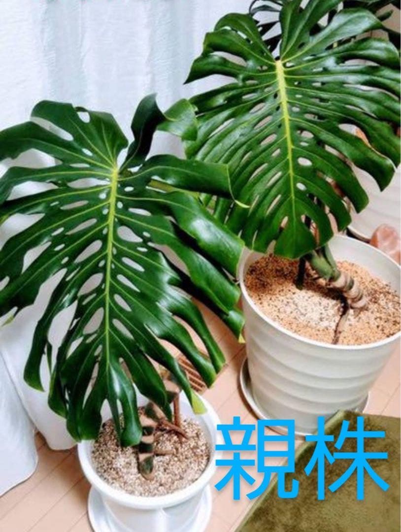 モンステラ デリシオーサマクロコズム - メルカリ