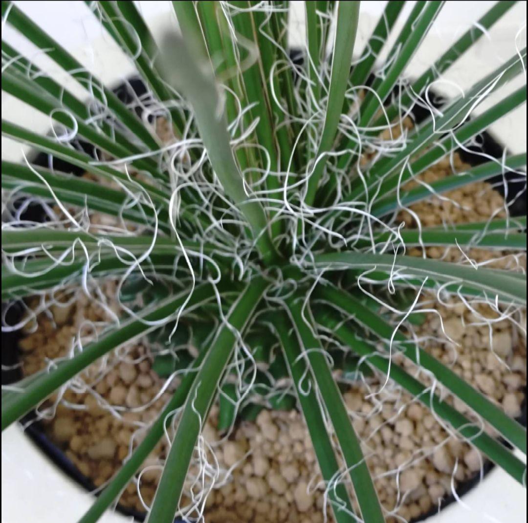 サボテン フェロカクタス 神仙玉 古株 大きめ 焼けあり