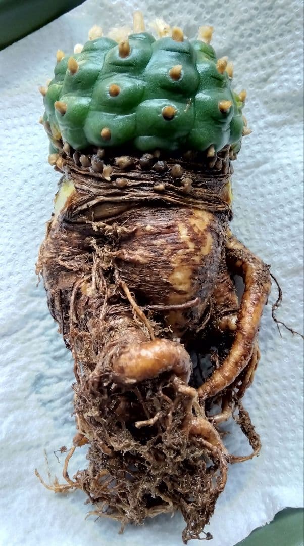 ロフォフォラ ロホホラ 烏羽玉 抜き苗 匿名配送 - メルカリ