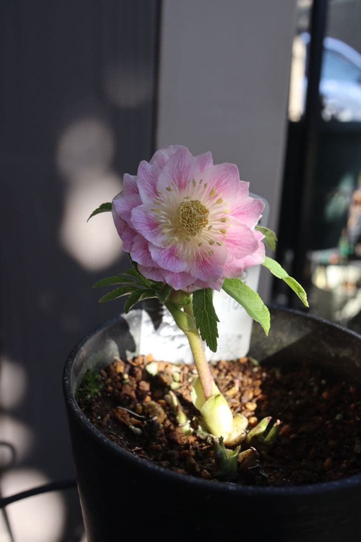 ♡広瀬園芸♡ 淡色ベビーピンク ソレイユ系 - メルカリ