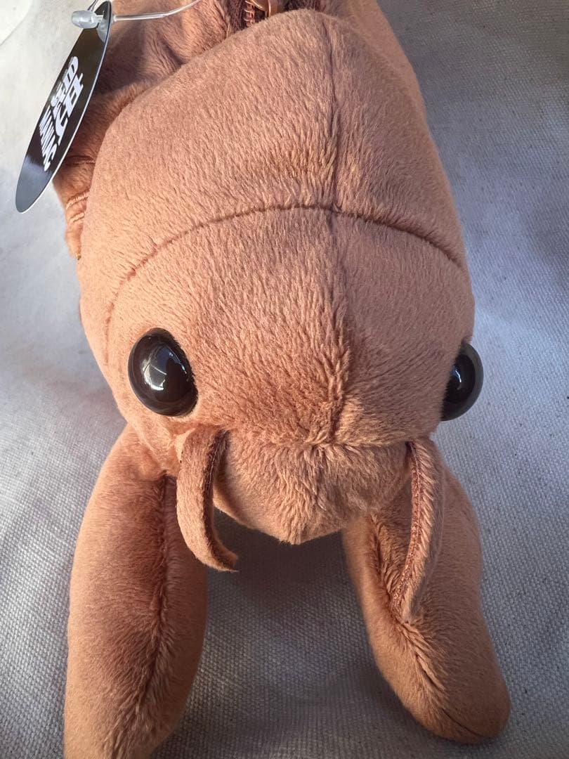 昆虫MANIAC マニアック セミの抜け殻からセミ ぬいぐるみ 科学博物館