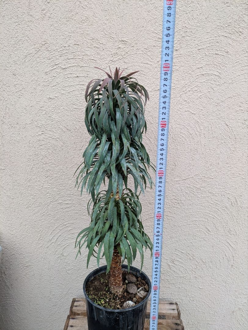 【現品・鉢まま出荷】超かっこいい　ユッカ　デスメティアーナ