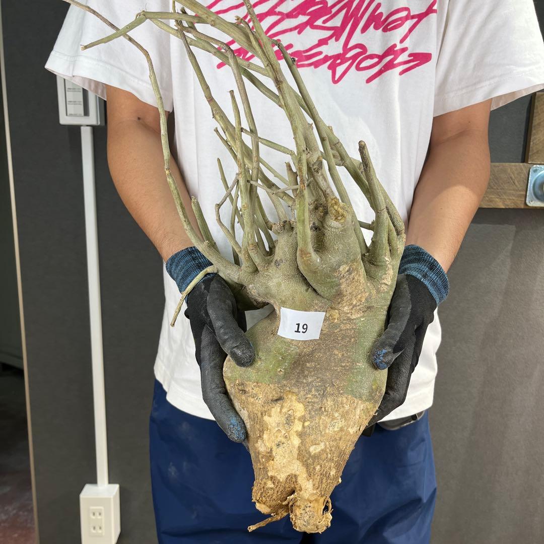 h*i様 19 激レア 超大株 アデニア ペチュエリー 現地球 鮮度抜群 h*i様 19 激レア 超大株 アデニア ペチュエリー 現地球 鮮度抜群 h