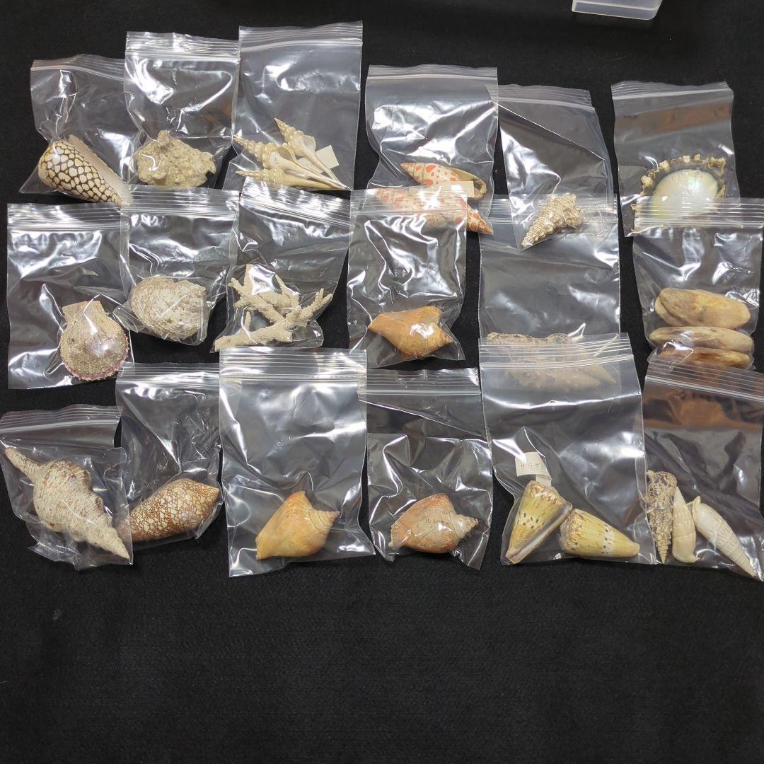 下*田様 貝殻 まとめ売り （タカラ貝等々…） 標本 - メルカリ