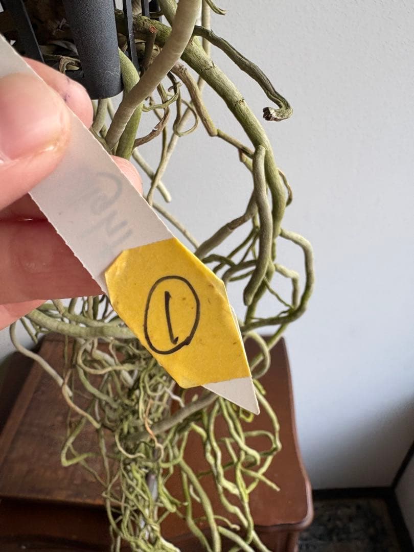 洋ラン バンダ 蘭 Renu Delight ツートン ① - メルカリ