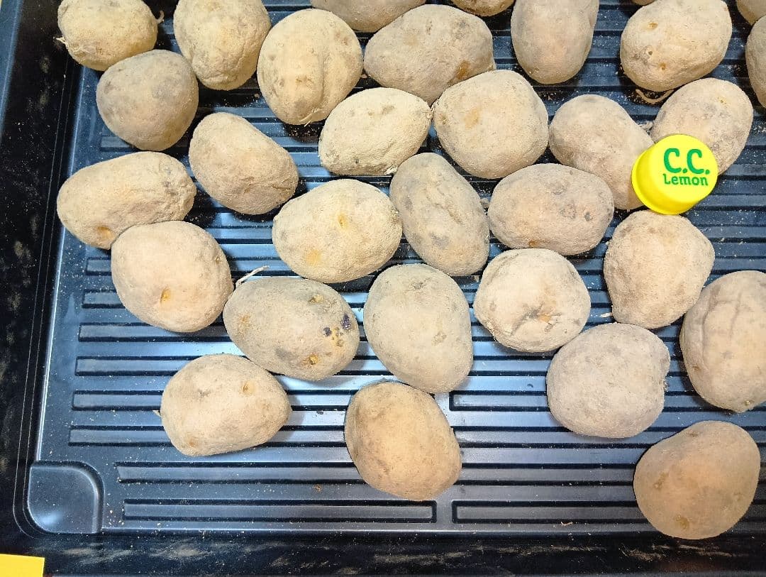 10kg m206 インカのめざめ 種芋 - メルカリ