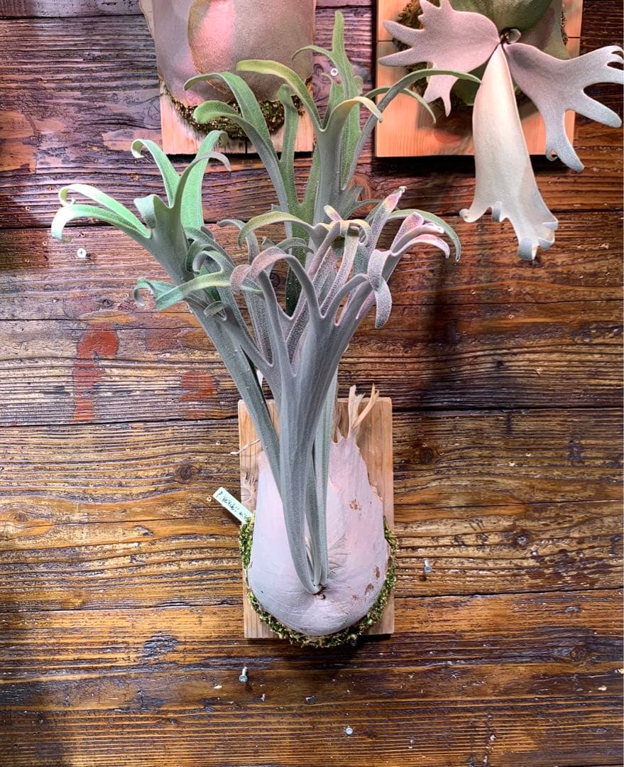 ビカクシダ P.veitchii wild 3rd limited - メルカリ