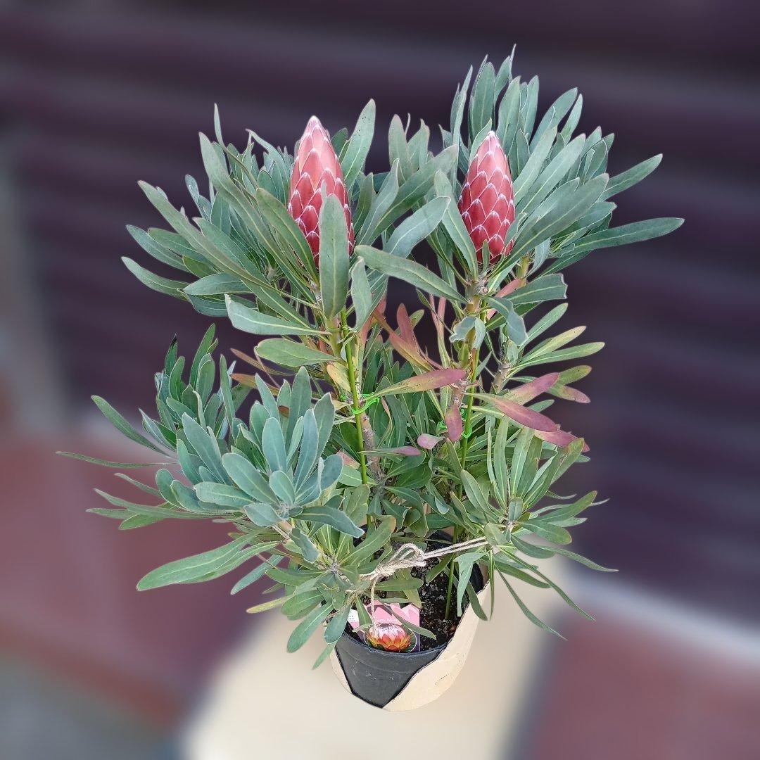 プロテア　ポッサムマジック　7号高さ85ｃｍ　幹太　花蕾2輪