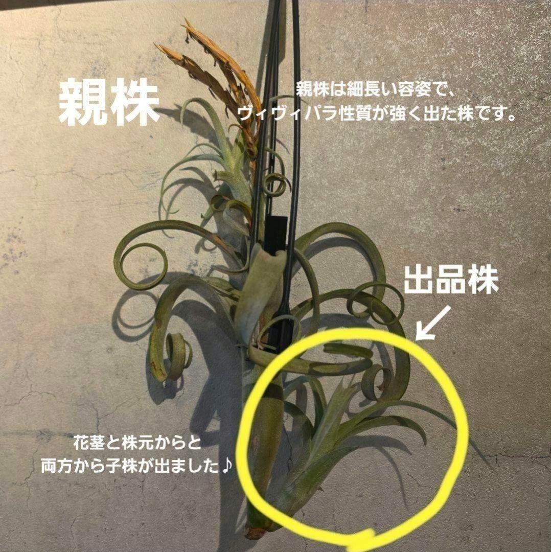 チランジア カーリースリム】親株はヴィヴィパラ 希少 エアープランツ