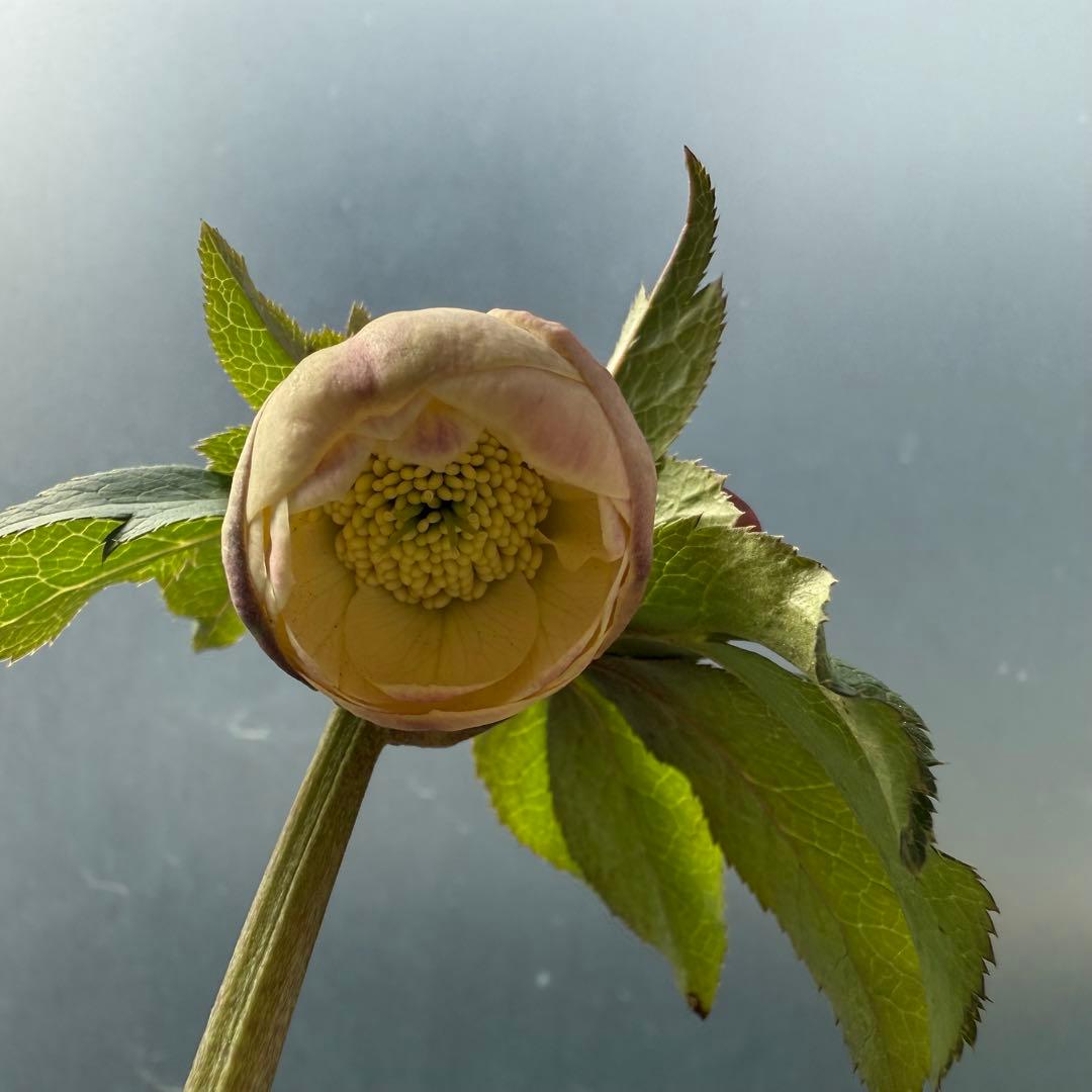 クリスマスローズ 『小輪 手毬交配 ddアプリコットクリーム』