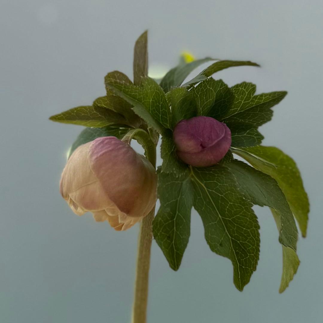 クリスマスローズ 『小輪 手毬交配 ddアプリコットクリーム』