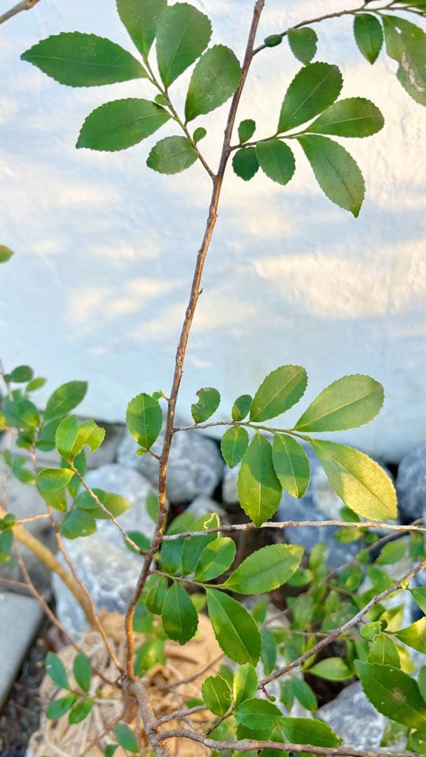 超美形。山採りソヨゴ・ヒサカキ共生株1.4M(鉢底から)