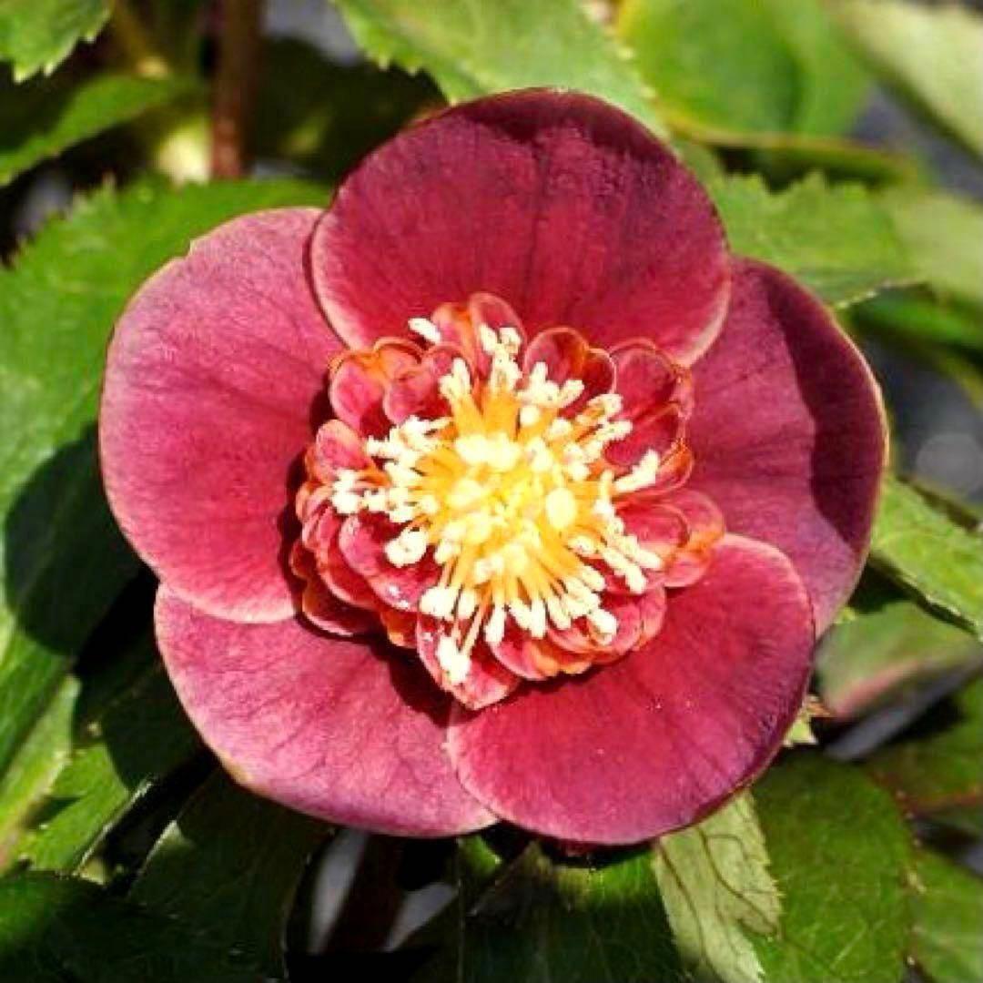 r*o様 3490☘️蕾花付き☘️極上☘️⭐️小輪⭐️ ハートSD⭐️オーレア⭐