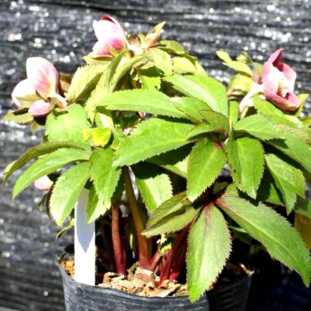 r*o様 3490☘️蕾花付き☘️極上☘️⭐️小輪⭐️ ハートSD⭐️オーレア⭐