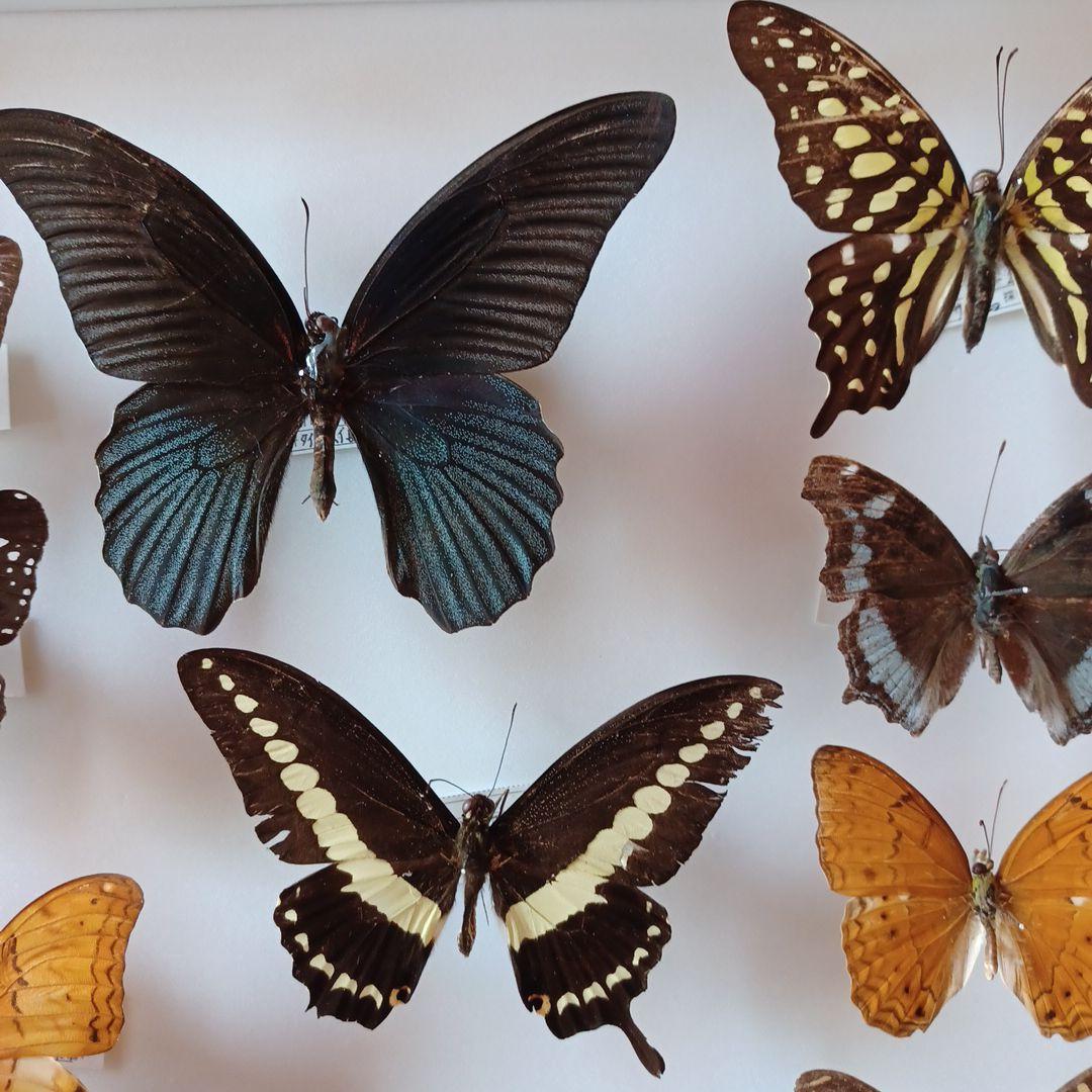 蝶標本 タイ サムイ島産24頭 +ドイツ箱中型
