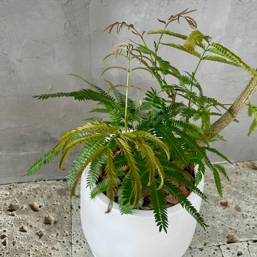 美形 大型 エバーフレッシュ S字仕立て 10号 バルーン陶器鉢 植え込み