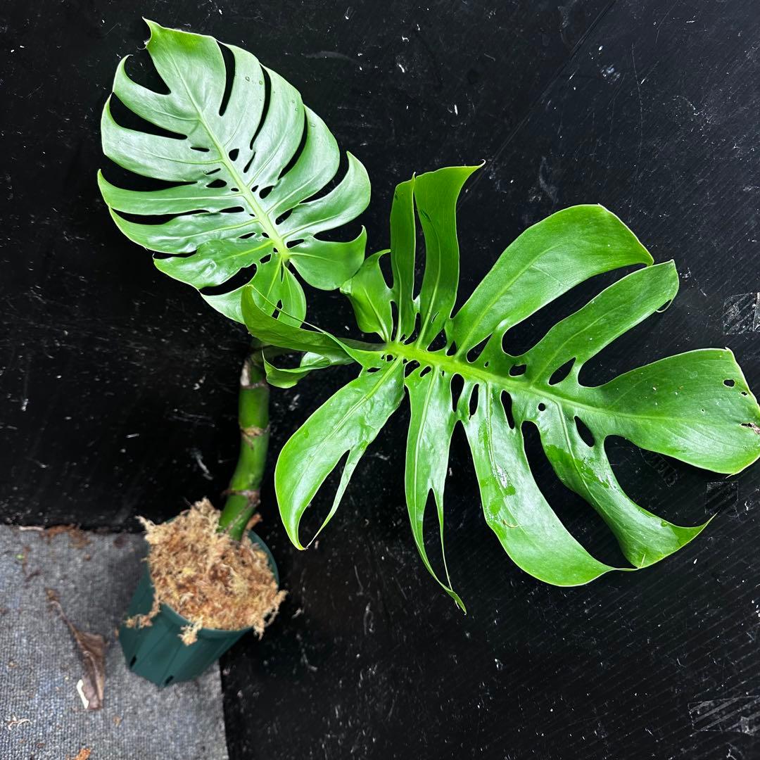 ご*ん様 モンステラデリシオーサマクロコズム超希少系統鉢植え58㎝ モンステラデリシオーサマクロコズム超希少系統鉢植え77㎝ - メルカリ