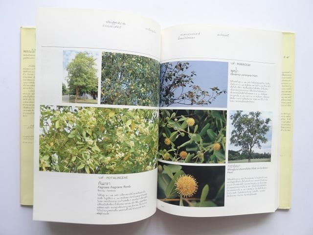 【専用】洋書2冊◆ラーマ9世公園写真集 / パッターニー 画集 作品写真集