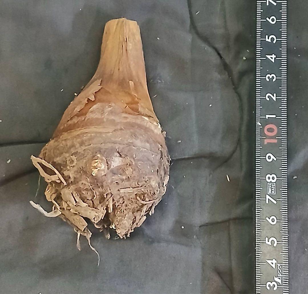 原種 世界最大 アロカシア ロブスタ サトイモ科 アロイド パルダリウム