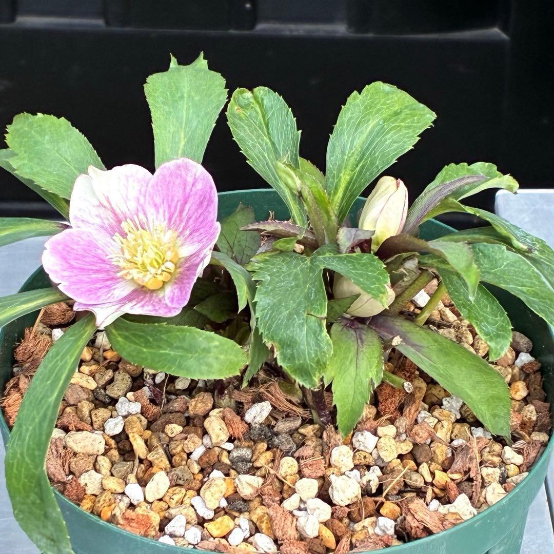 Y*i様 3551☘️蕾花付☘️超希少☘️筒型SD⭐️ポーセリン⭐️小輪⭐️ぼか