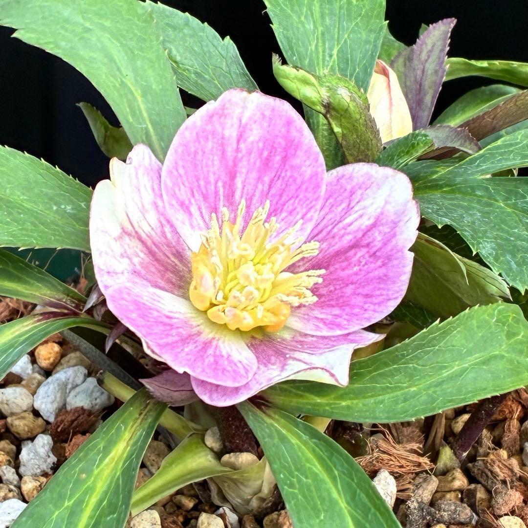 Y*i様 3551☘️蕾花付☘️超希少☘️筒型SD⭐️ポーセリン⭐️小輪⭐️ぼか