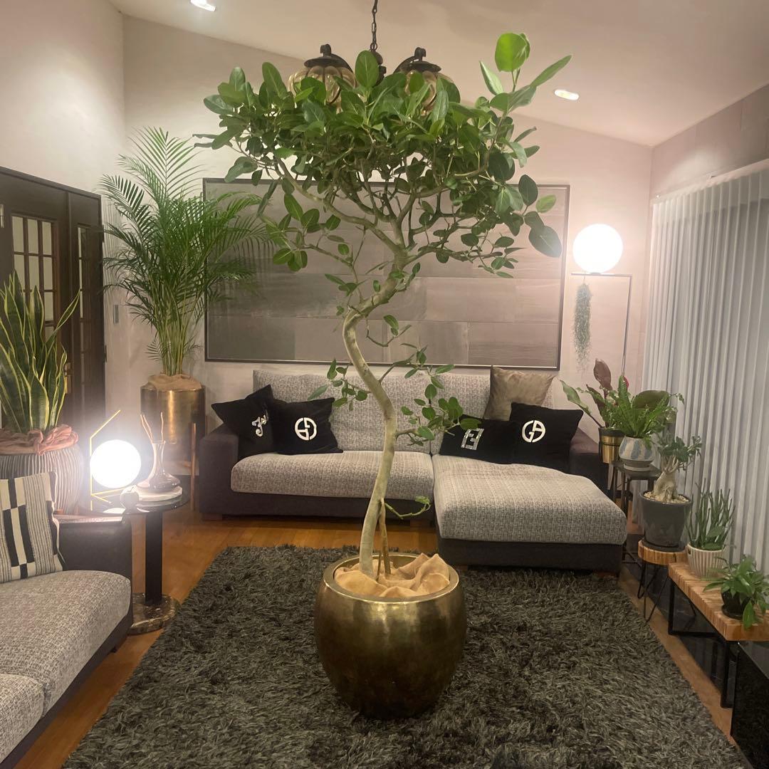 フィカスベンガレンシス 特大サイズ 極太幹 曲がり 美形 極上品 観葉