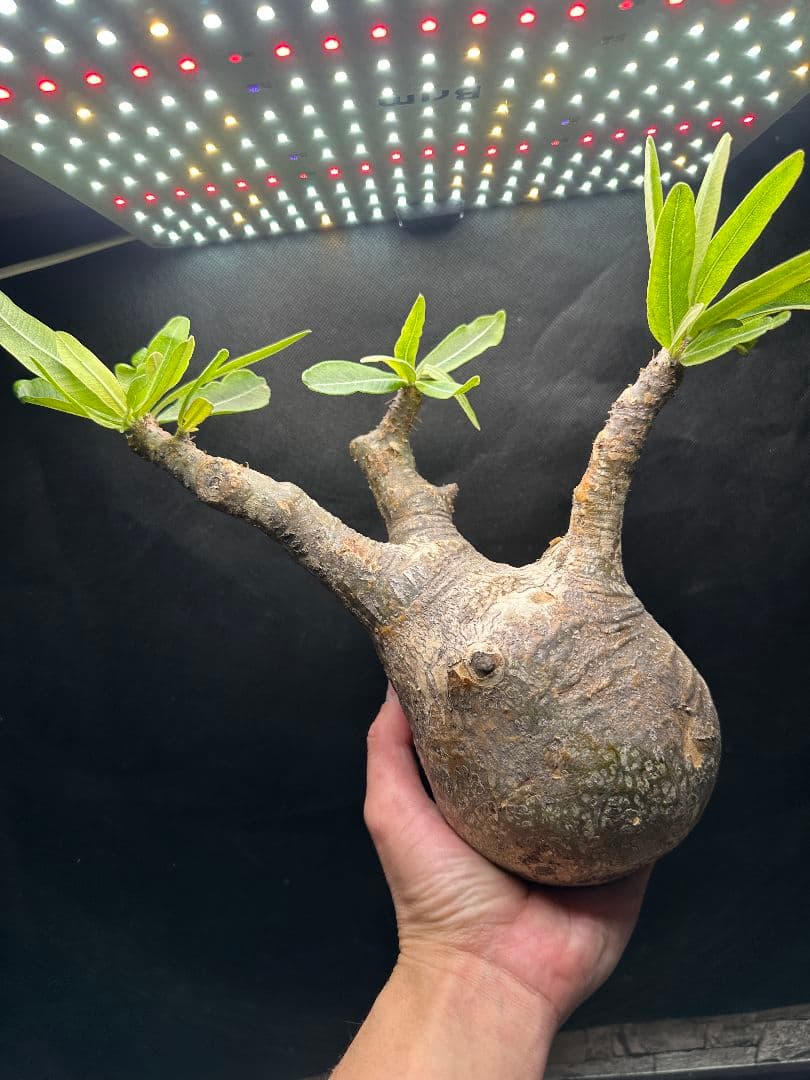 【パキポディウム_グラキリス】グラキリス 現地球 大サイズ 38 パキポディウム グラキリス 【現地球/発根済み】HK2402614 | RAFLUM