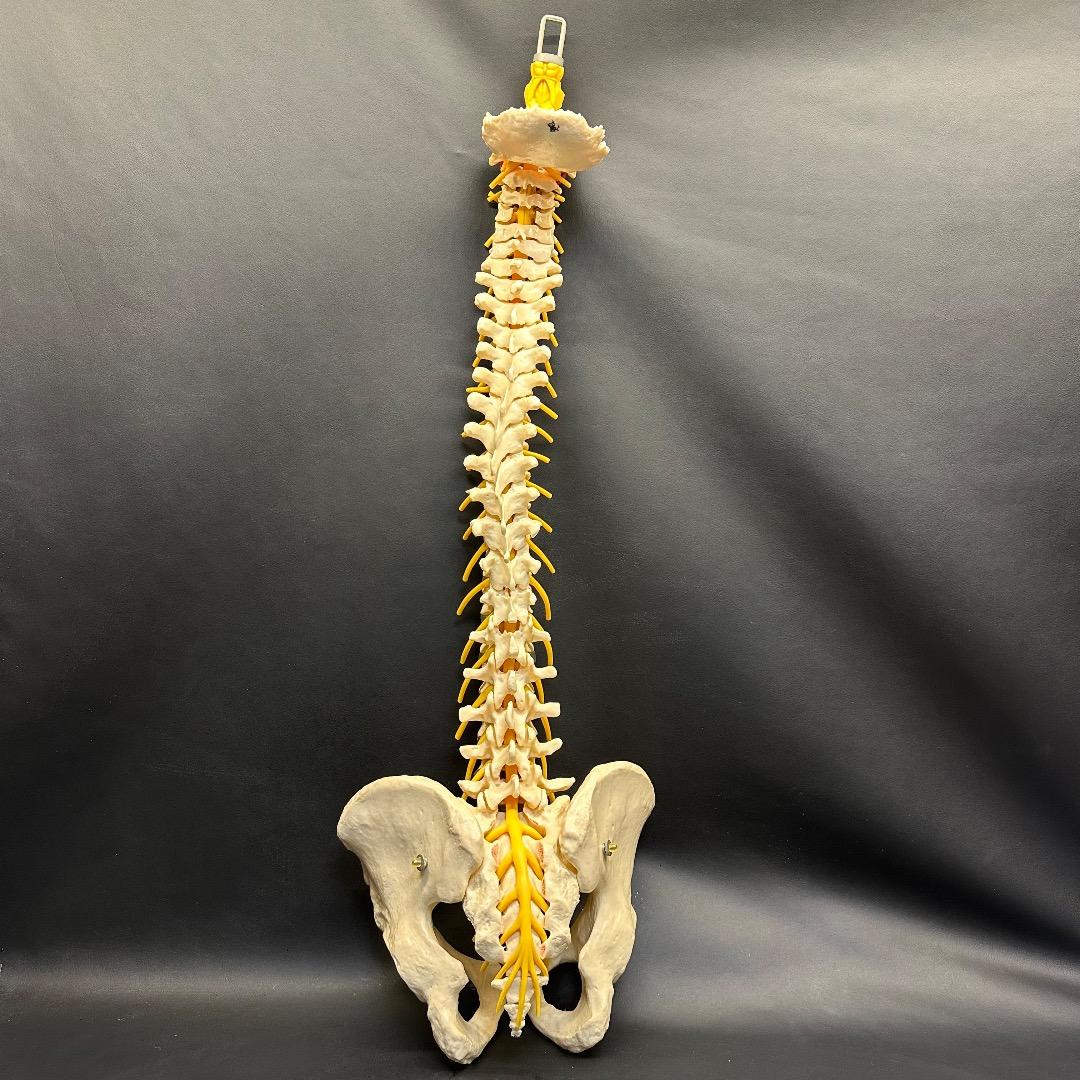 ♡※後右棚c1001 somso 脊柱模型 人体模型 人体骨格模型 約80cm Amazon.co.jp: 人体模型 骨 等身大 脊椎 模型 実物大 90センチ 脊髄