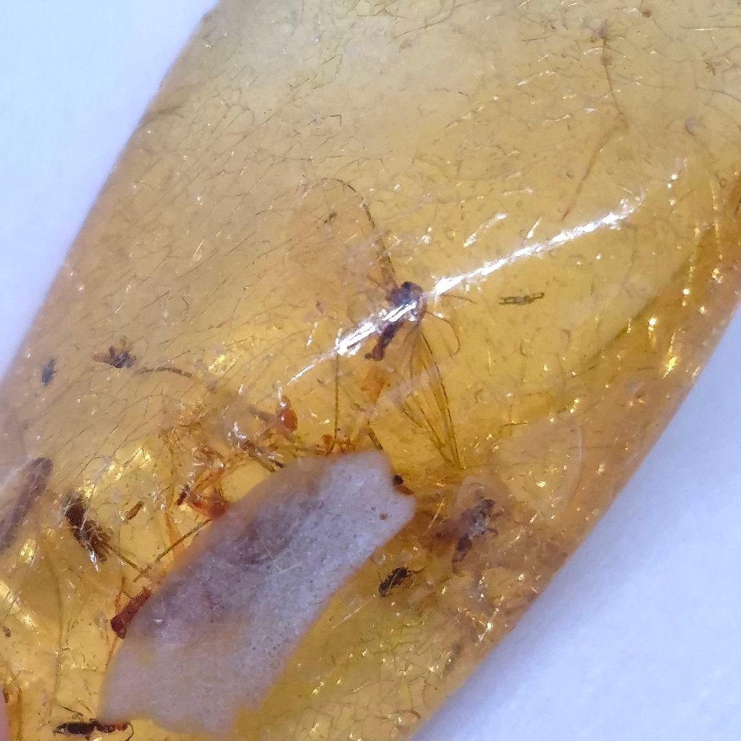 美品 虫入り コーパル 化石 天然 マダガスカル海産 51.16mm cp3