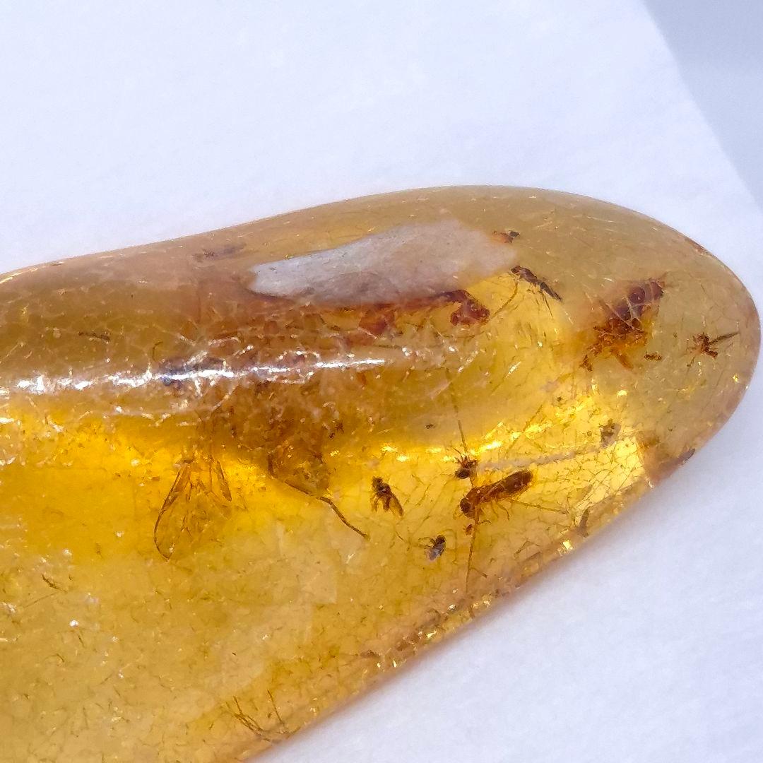 美品 虫入り コーパル 化石 天然 マダガスカル海産 51.16mm cp3