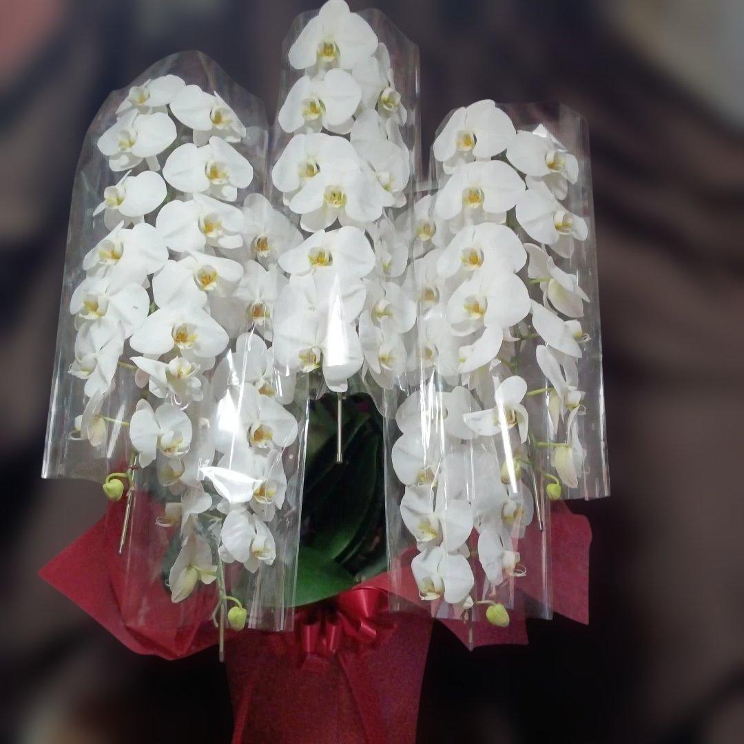 胡蝶蘭　生花　５本立ち ロング 胡蝶蘭 白 5本立ち65輪程度 生花｜お祝いギフトなら胡蝶蘭専門店【らんや】