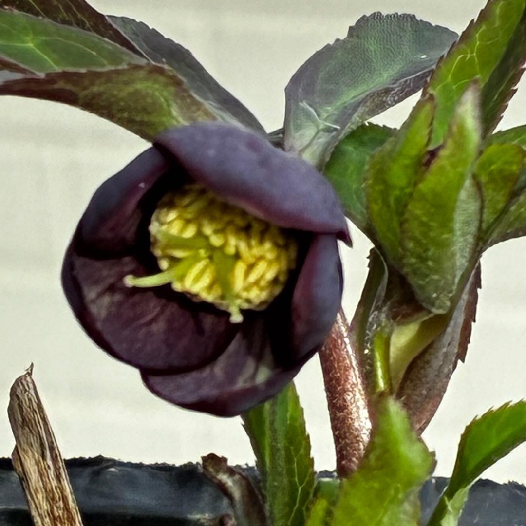 ラ*ク様 3577☘️蕾花付☘️極上☘️⭐️原生地採取⭐️croaticus⭐️