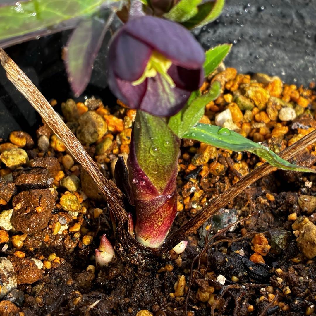 ラ*ク様 3577☘️蕾花付☘️極上☘️⭐️原生地採取⭐️croaticus⭐️