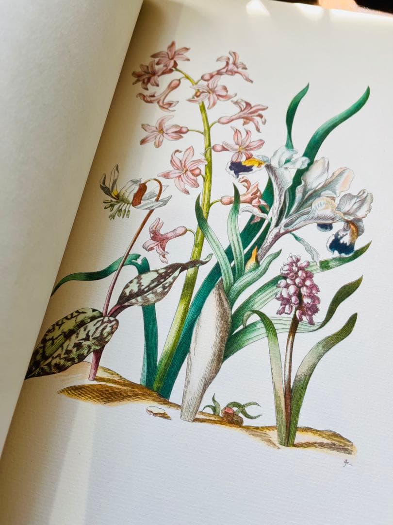 M.S. Merian お花図鑑 2冊 ヴィンテージ洋書 インゼル 初版1966