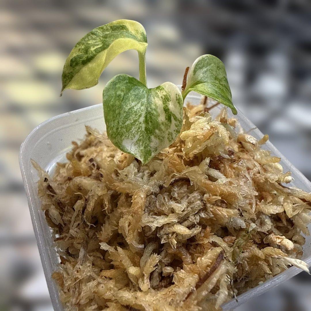 縄*⁇様 アンスリウム (papi×cry var)× michelle 斑入り