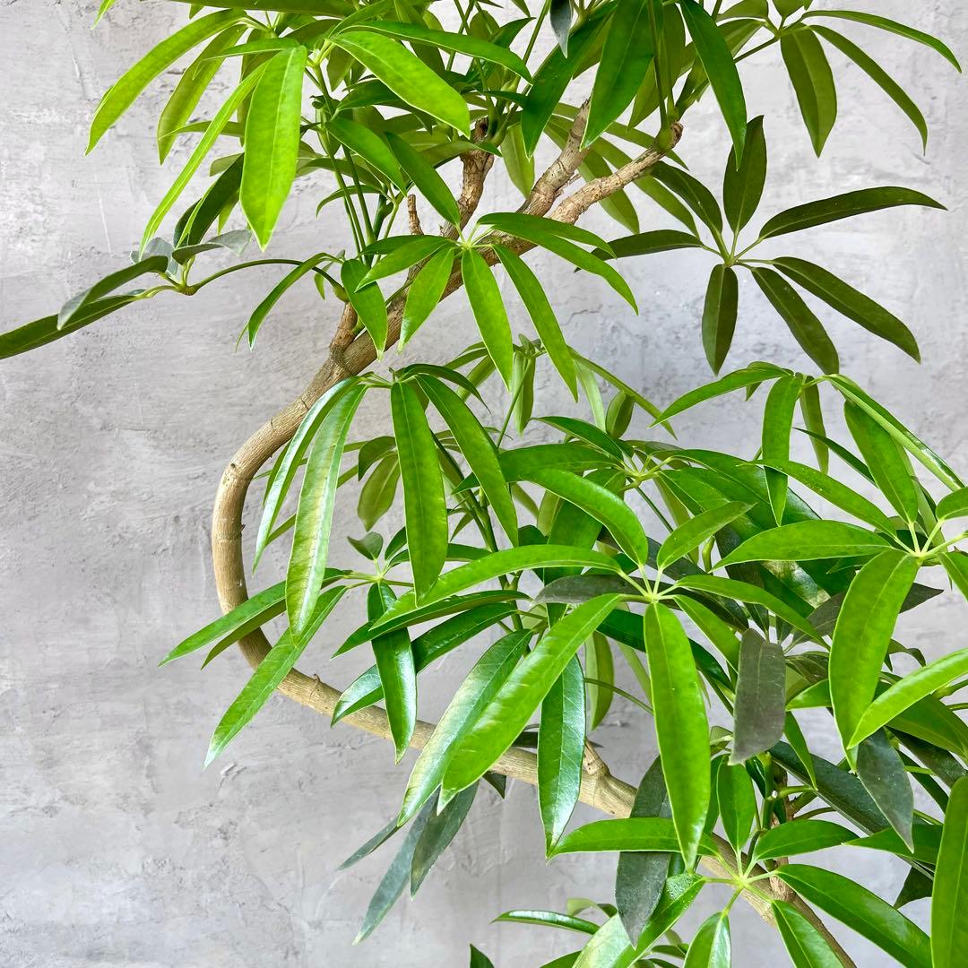 大型 シェフレラ アンガスティフォリア S字仕立て 陶器鉢 植え込み発送