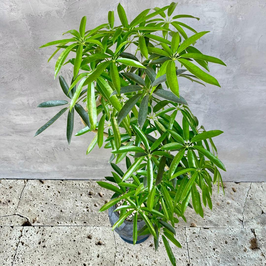 大型 シェフレラ アンガスティフォリア S字仕立て 陶器鉢 植え込み発送