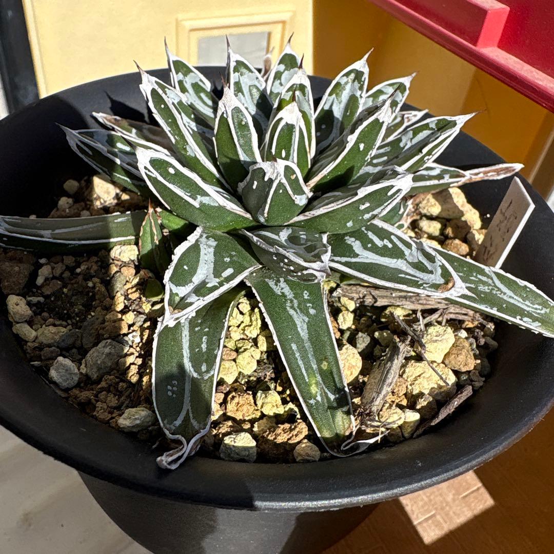 テ*ラ様 姫笹の雪 抜き苗 アガベ 株元に子株有