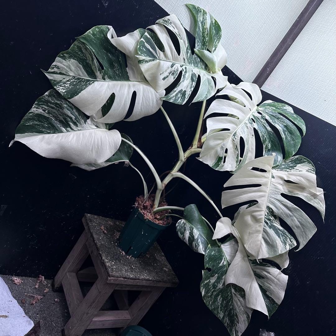 d*0様 斑入りモンステラ ホワイトタイガー極美大株69cm白斑多 斑入りモンステラ ホワイトタイガー極美大株69cm白斑多 - メルカリ