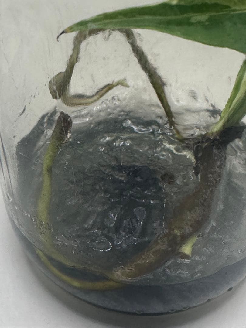 本日限定価格 希少株 Monstera Bulbasaurモンステラ・フシギダネ