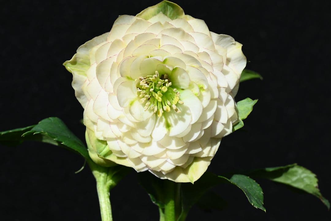 クリスマスローズ　認定ホワイトアフロディーテ　メビウス交配最新花　加藤農園 クリスマスローズ 認定！ホワイトアフロディーテ 「メビウス交配！加藤