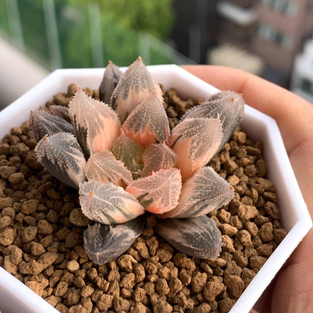 多肉植物 ハオルチア 白帝城錦糊斑 - メルカリ