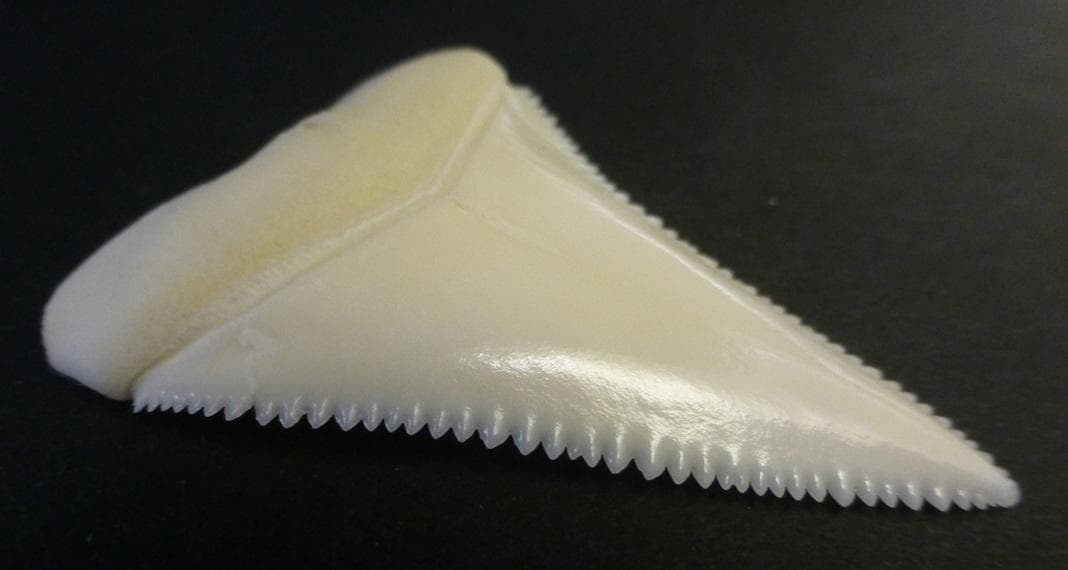 ホホジロザメ（C. carcharias）の歯 (A’品) 48.0ｍｍ