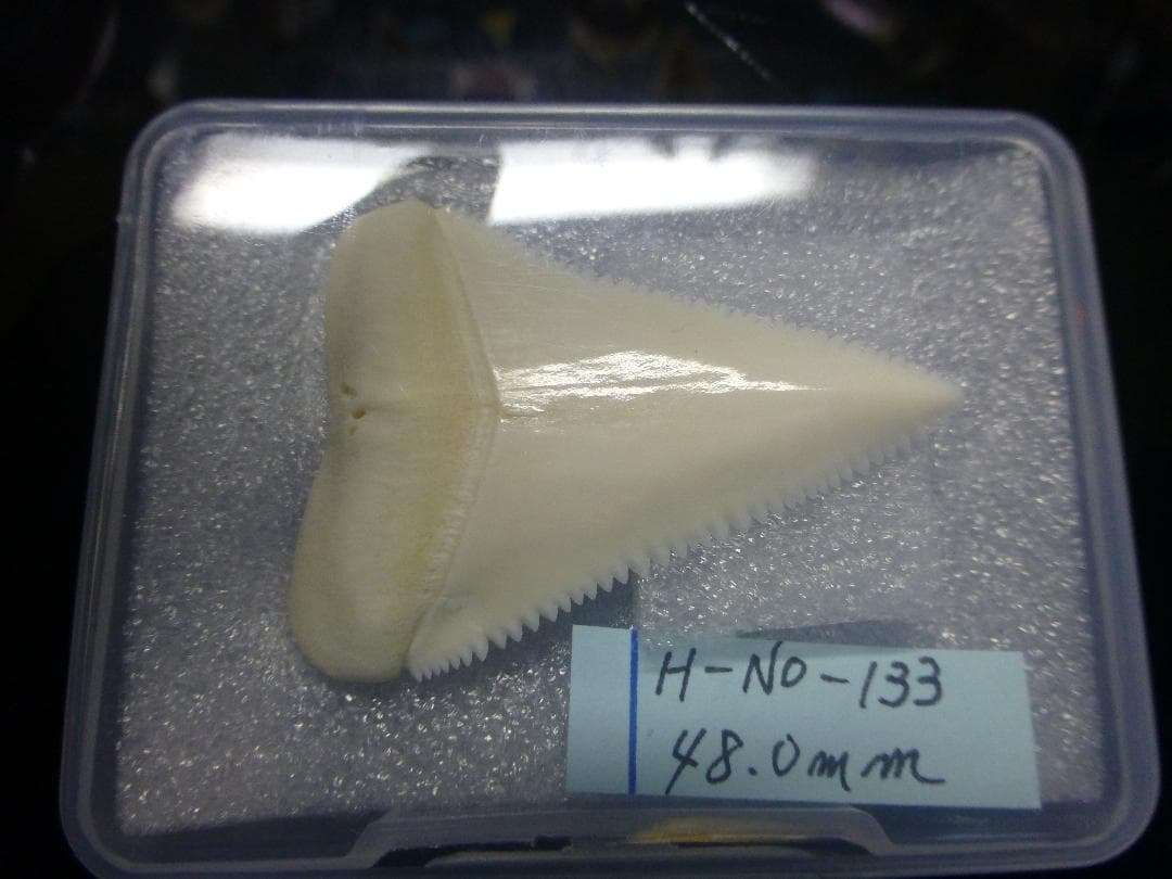 ホホジロザメ（C. carcharias）の歯 (A’品) 48.0ｍｍ