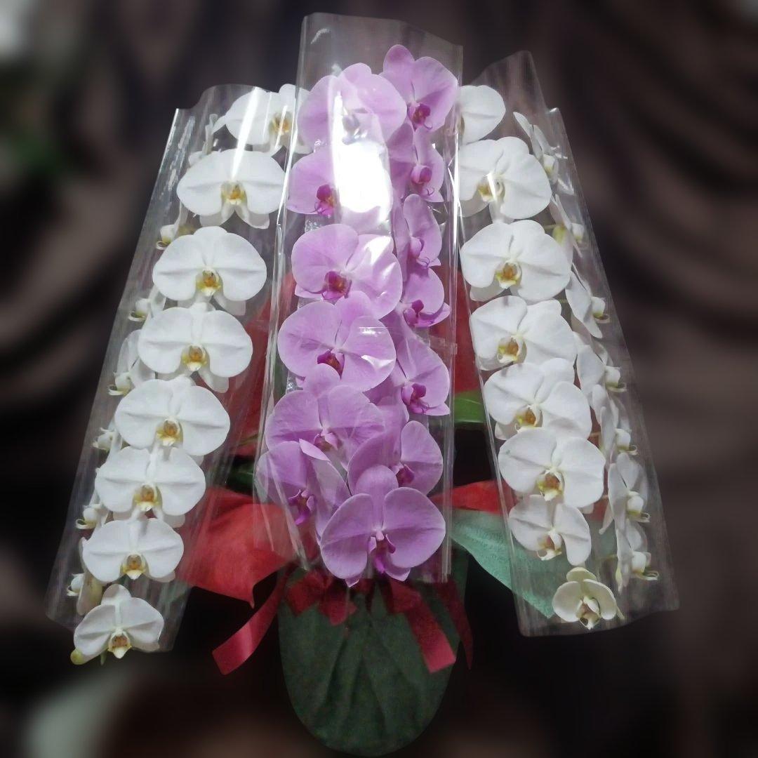 胡蝶蘭　生花　紅白 大型送料3,800円】新商品！【紅白胡蝶蘭 (こうはくこちょうらん) 5