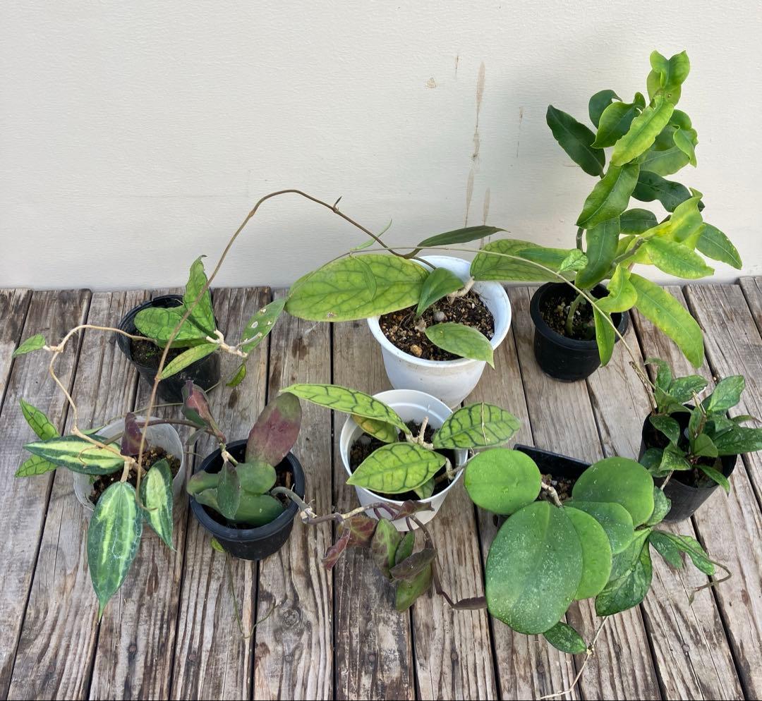 ホヤ8種類セット 希少種 - メルカリ