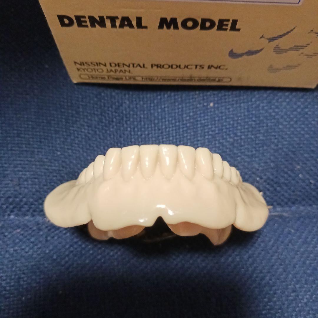NISSIN デンタルモデル 歯科 ニッシン 歯科技工 義歯 模型 無歯顎